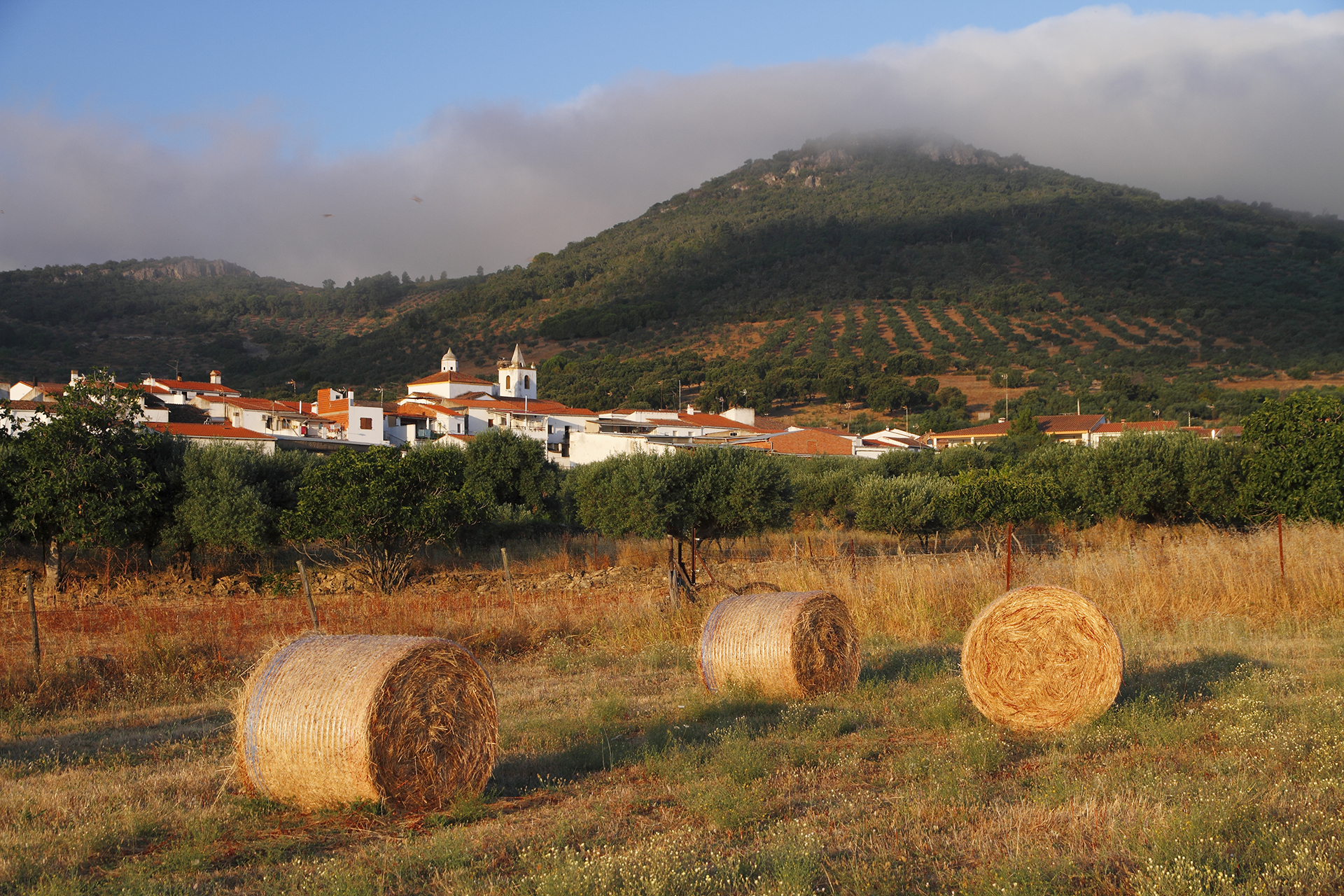 La siega en Carbajo